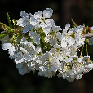 Kirschblüte.jpg
