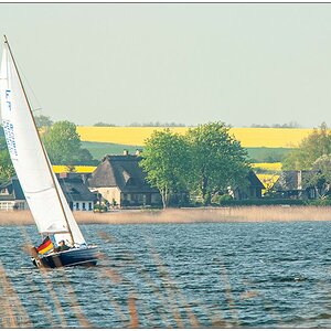 186 Segeln auf der Schlei mit Rapsfeldern im Hintergrund