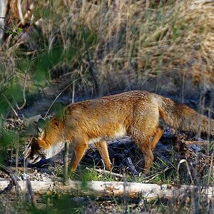 Fuchs I