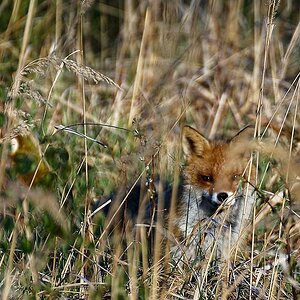 Fuchs II