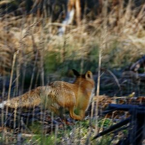 Fuchs III