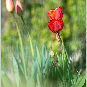 191 Tulpen 1
