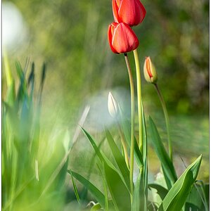 192 Tulpen 2