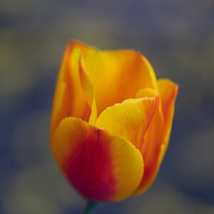 Tulpe im Vorgarten.jpg