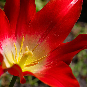 Tulpe spitz.jpg