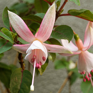 DSC_2989_DxO.jpg