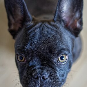 Finley I