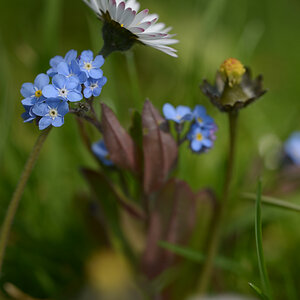 Gänseblümchen und Freunde