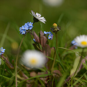Gänseblümchen und Freunde