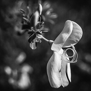 Ginsterblüte 2.jpg