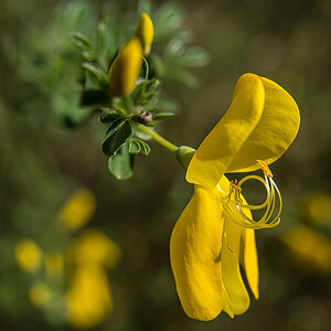 Ginsterblüte_.jpg