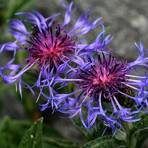 Berg-Flockenblume