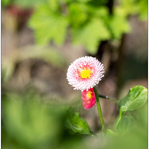 200 Belli in der Sonne
