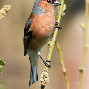 811_5626afks70p1sp60p1.jpg