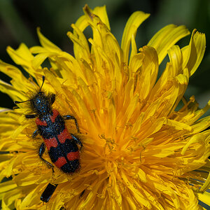 Bienenkäfer.jpg