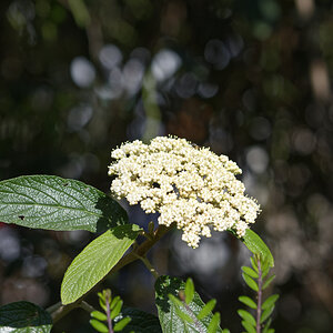 _DSC7513NF.jpg