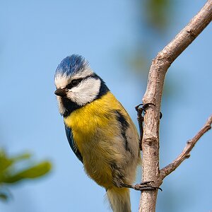 Blaumeise.jpg
