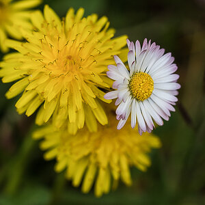 Doppelblüte.jpg