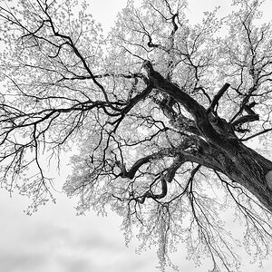 Alteiche-06sw.jpg