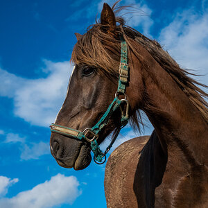 Pferd