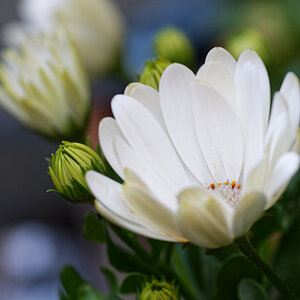 DSC_3707_DxO.jpg