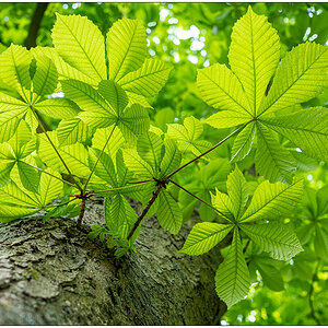 216 Kastanie im Frühling