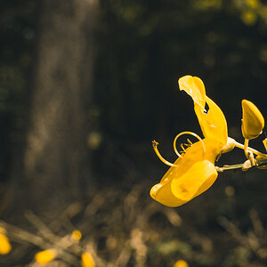 Gelbe Blüte