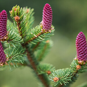 Fichtenblüte 3.jpg