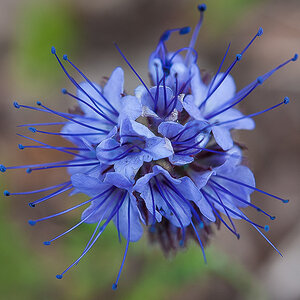 Phacelia.jpg