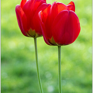 218 Tulpen