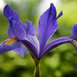 iris_1200.jpg