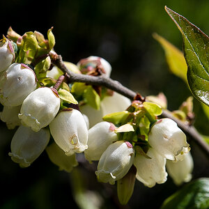 Blaubeerblüte.jpg