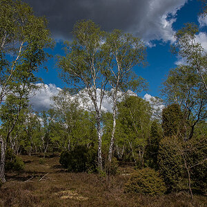 Bokeler Heide 2.jpg