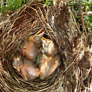 Einmaliger Blick ins Nest vom Dach aus..jpg