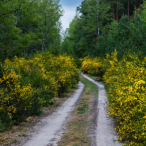 Ginsterweg.jpg