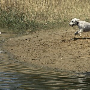 1 Freude an der Hundebadestelle.jpg
