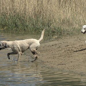1-2Necken gehört dazu, sie will ihn nicht ins Wasser lassen....jpg