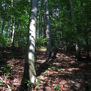 Dunkler Wald mit Lichtflecken