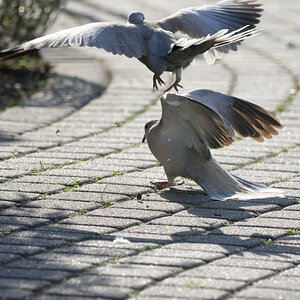 D72_5720_DxO.jpg