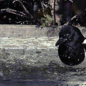 Elster beim baden.jpg