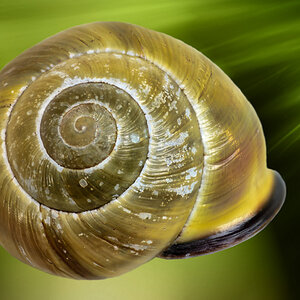 Fibonacci und die Natur_01.jpg