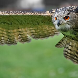 Uhu im Flug.jpg