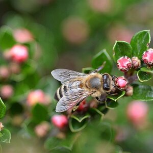 Bienen im Garten