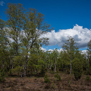 Bokeler Heide.jpg