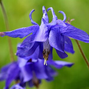 Gewöhnliche Akelei (Aquilegia vulgaris)