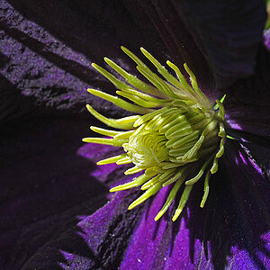 Clematis _D3S3326Axl.jpg