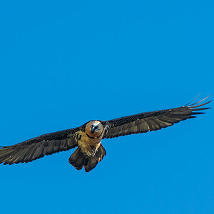 Bartgeier (Gypaetus barbatus)