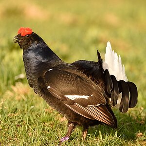 Birkhahn