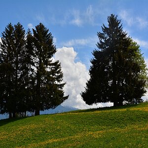 Baumlandschaft