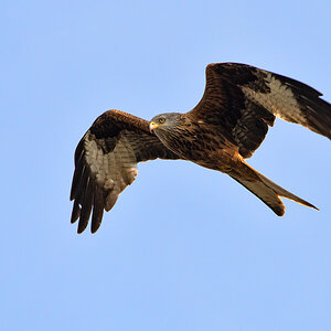 OF5_00511.jpg
